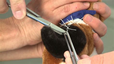 how much do vets charge to remove stitches
