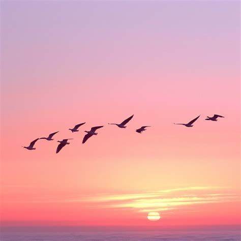 birds  dusk image birds sunset dusk   stockcake
