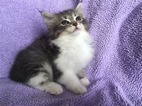 Siberian Kittens for Adoption Near You - Hunter Games Magazine