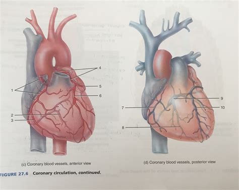 26.7 coronary circulation Diagram | Quizlet