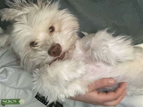 Stud havanese - Stud Dog in Arkansas , the United States | Breed Your Dog