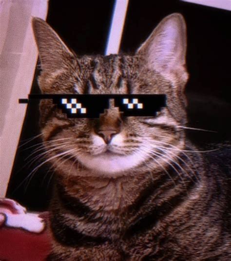 Aesthetic Gangster Cat Pfp / 7 Gangster Cat Ideas Cute Cat Wallpaper ...