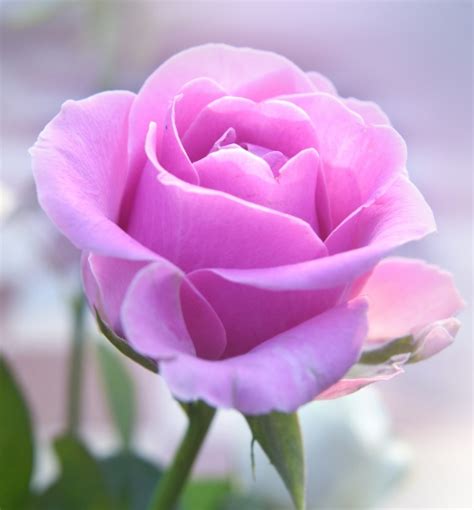 pink rose  stock photo public domain pictures