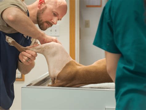 Understanding TPLO Surgery for Dogs: What Pet Owners Should Know