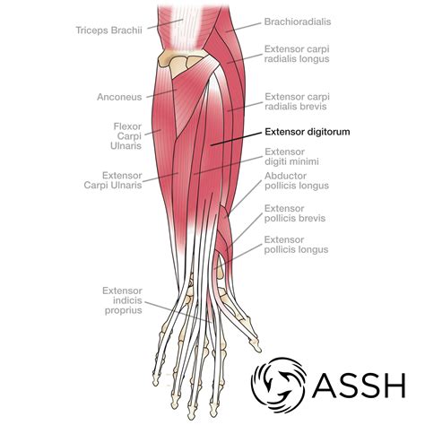 hand muscles and tendons anatomy - Google Search | Wrist anatomy, Elbow
