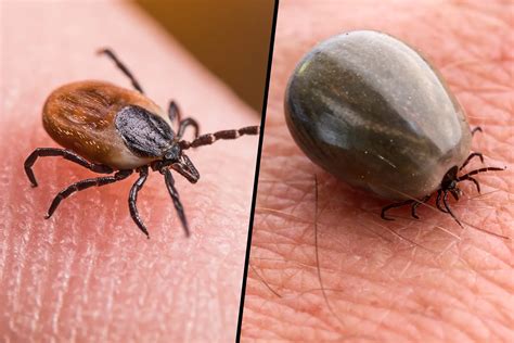 ticks   diseases   spread