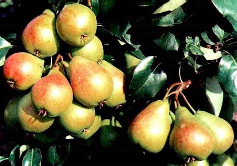 Груша "Лада": описание сорта, фото, отзывы, посадка и уход