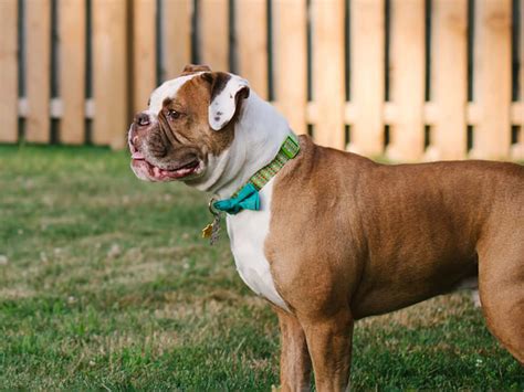 common dog breeds  shelters