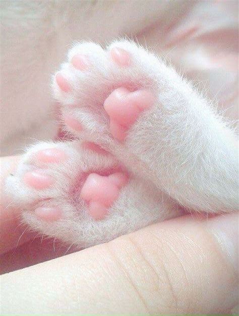 Pin by Mary on kute kits | Cute cats, Kittens cutest, Kittens