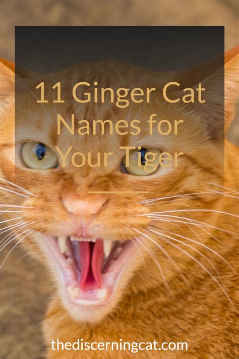 28 awesome bengal cat names – Artofit