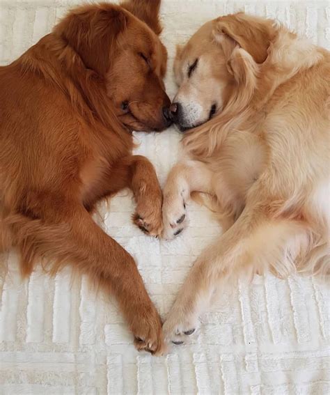Imagens fofas de animais