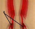 CVA Lab Practical 1 - Elasmobranch Anatomy Flashcards | Quizlet