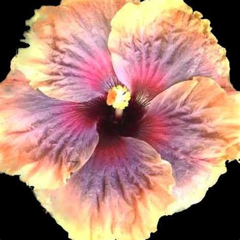 mabel elizabeth aw  botanic nursery