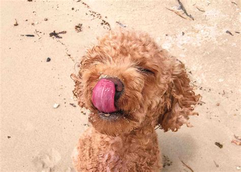 Safe And Toxic Dog Food List | Poodles and Parrots