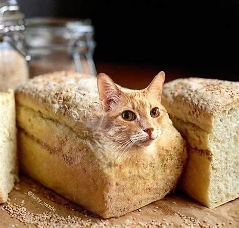 Пин от пользователя Doris Dietz~Doll на доске KATZENesskunst ♥ CATs in ...