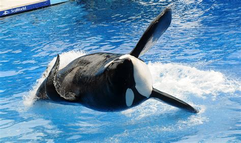 Protesters ask where was tilikum buried during sea park events 31