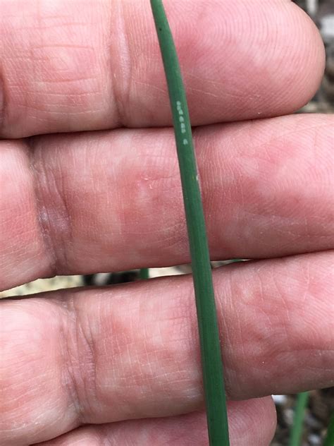 Allium leaf miner update: 04/21/21 — Plant & Pest Advisory