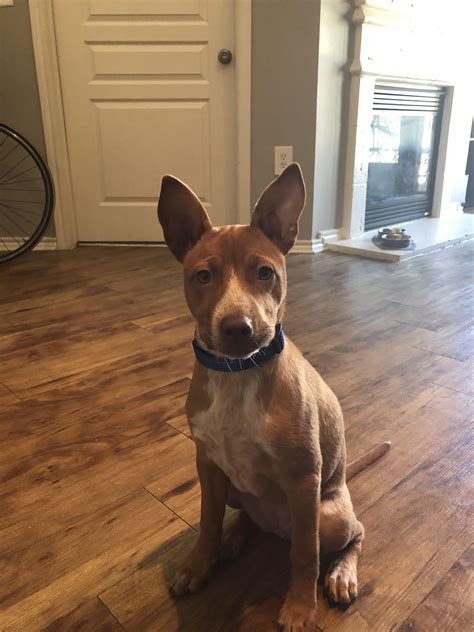 Basenji Cattle Dog Mix