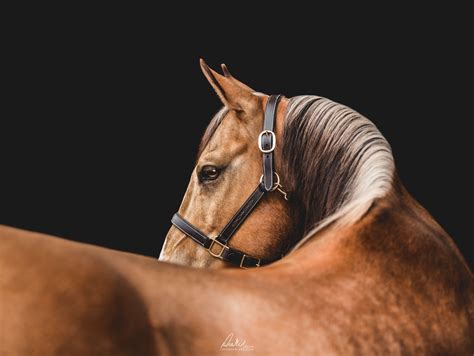 hnp equine photography artofit