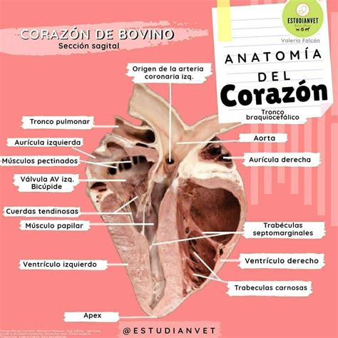 Corazón de bovino | Veterinaria y zootecnia, Farmacologia veterinaria