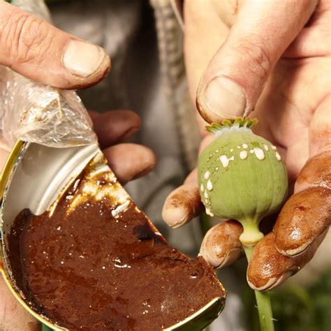 opioidsopiates follow  poppy