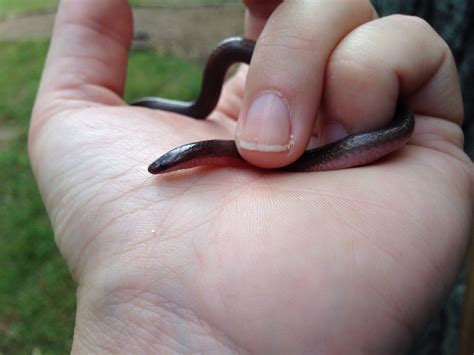 Biological Inventory — Piedmont Wildlife Center