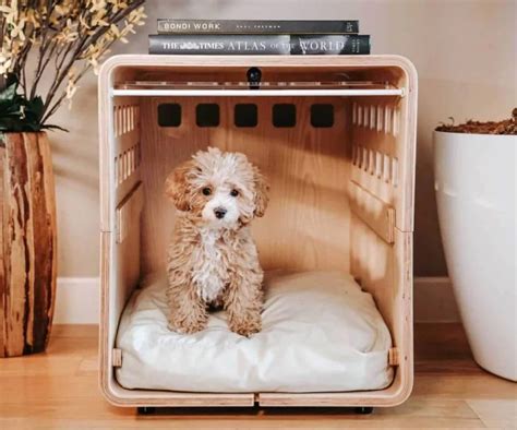 10 Best Dog Crates for Your Pawsome Traveling Companions