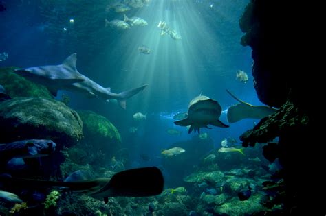 Tennessee Aquarium a Must-See Stop When Visiting Chattanooga's Scenic ...