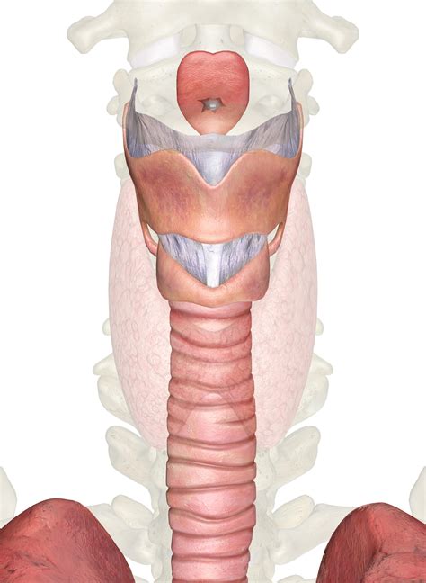 what is the function of glottis in frogs