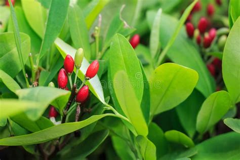 leaves  coca plant stock image image  branch background