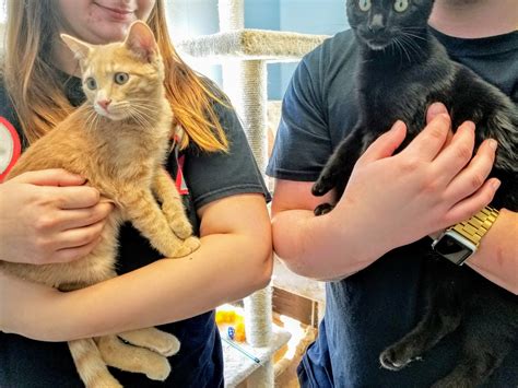 Chenango SPCA - Home | Facebook