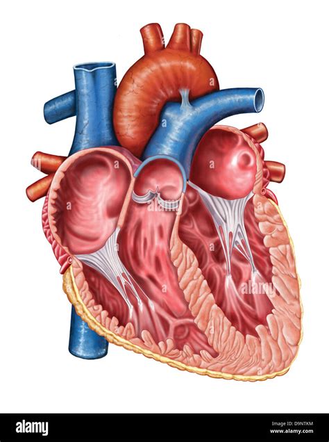 Human Heart Photography