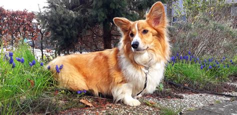 gambar welshcorgi binatang menyusui bertulang belakang jenis