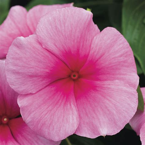 Cora® Cascade Strawberry - Vinca - Catharanthus roseus | Plants, Vinca