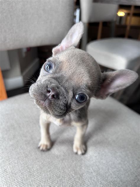 Bailey Rose the baby Frenchie : r/Frenchbulldogs