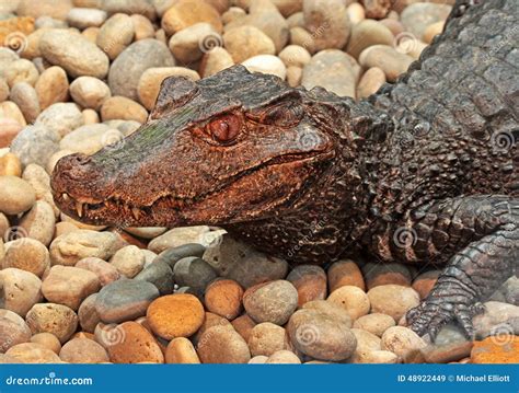 Dwarf Caiman stock image. Image of alligator, crocodile - 48922449