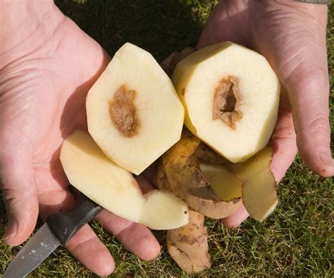 Potato growing problems: common issues and how to avoid them | Homes