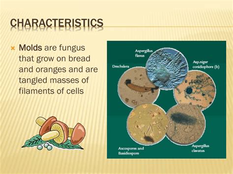 kingdom fungi powerpoint    id