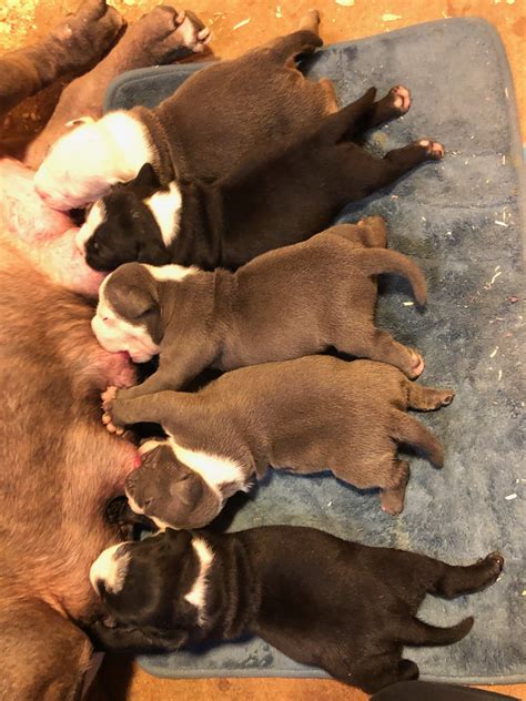 Pitbull Newborn Puppies Brown