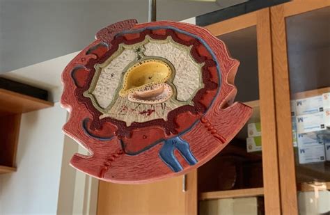 Development Model Diagram | Quizlet 