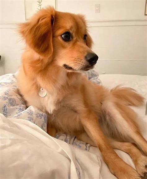 Golden Retriever Mixed With Pomeranian