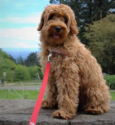 10 Best Dog Breeds For Kids