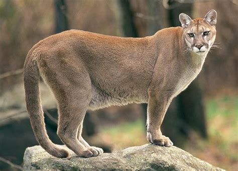 Puma wallpapers, Fantasy, HQ Puma pictures | 4K Wallpapers 2019