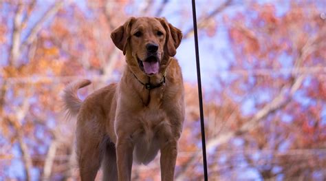 12 Golden Retriever Mixes for a Cute, Fluffy Companion