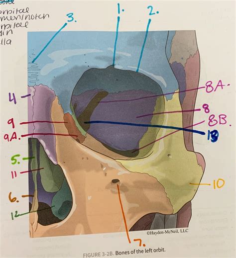 bones   left orbit diagram quizlet