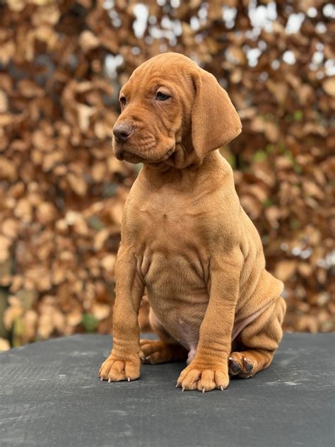 Pups - Green Valley Stars