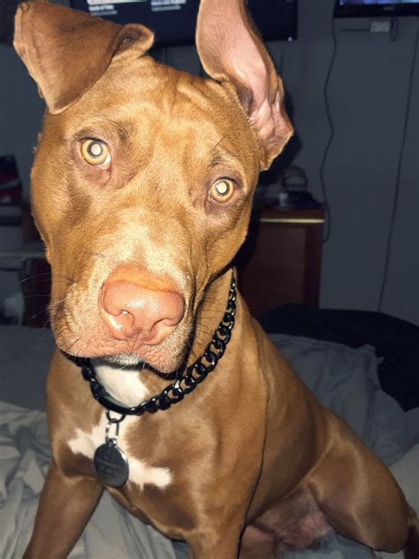 His last day as an intact male.. After tomorrow he will be ball-less