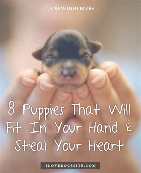 8 Puppies That Will Fit In Your Hand & Steal Your Heart http ...