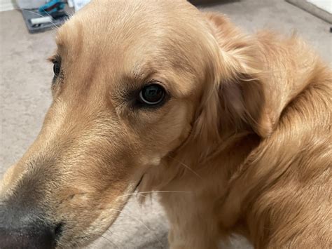 Radar ears! : r/goldenretrievers