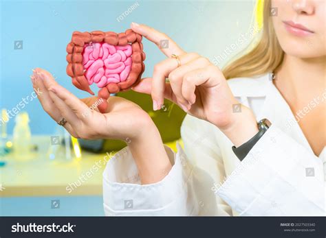 gastrointestinal tract human intestinal health detailed stock photo